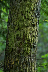 Green moss on a tree trunk in close up