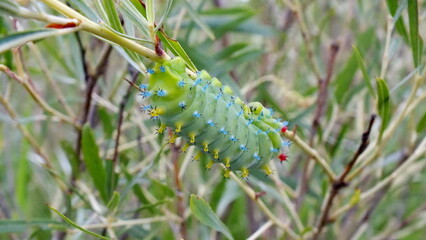 Cecropia Moth Caterpillar in the 3rd instar stage on a willow bush in Ontario, Canada.