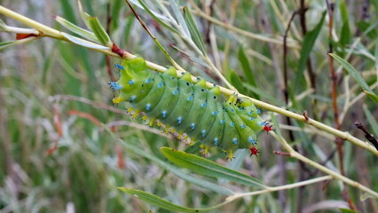 Cecropia Moth Caterpillar in the 3rd instar stage on a willow bush in Ontario, Canada.