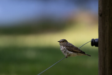 Small sparrow bird sitting on a wire next to a fence pole on a meadow