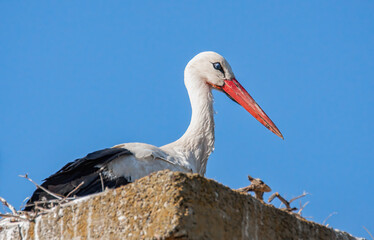 Storch im Nest