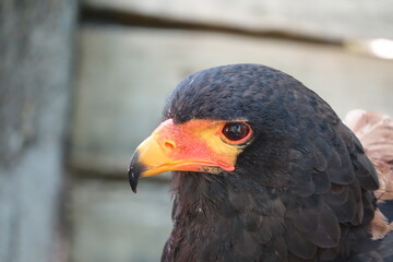 aigle bateleur profil