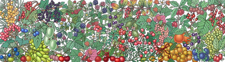 Fototapeta na wymiar Berries, fruits hand drawn vector doodles banner