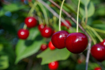 Red cherries ripen on the branch. Selective focus. Close-up shot. 