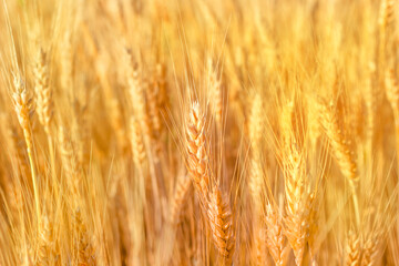 natural yellow background spikelets of wheat