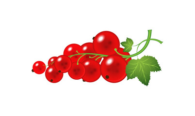 A real sprig with redcurrant berries. Large, fresh red berries. Harvest of the summer harvest. Healthy food with vitamins.