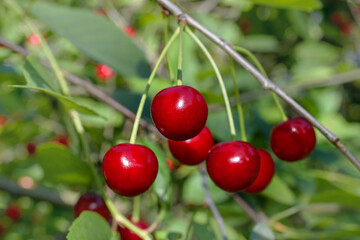 Red cherries ripen on the branch. Close-up shot. Selective focus.