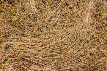 Dried grass laying on a field in Sweden