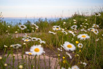 field of daisies. sunset in the field. Flovers and ocean