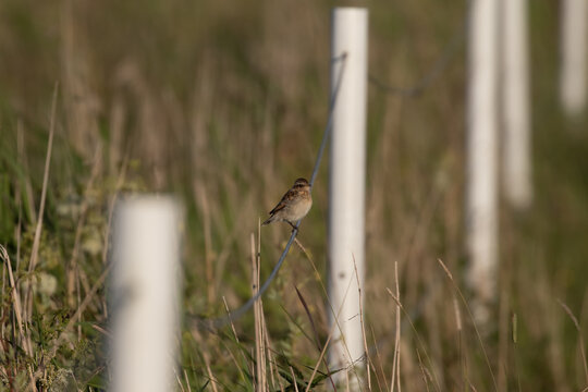A small sparrow bird sitting on wire between to fence poles on a meaow