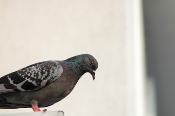 pigeon on the balcony railing of the building