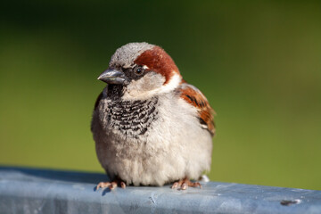Wildlife Sparrow on a twig.