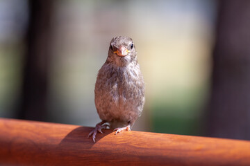 Wildlife Sparrow on a twig.