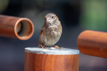 Wildlife Sparrow on a twig.