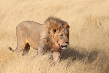 Löwe im Etosha Nationalpark Namibia