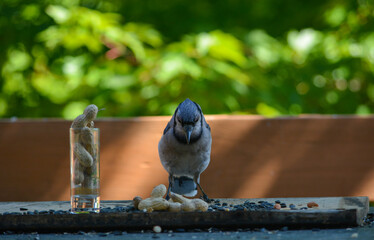 Birds love their Nuts
