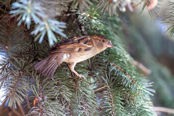 Wildlife Sparrow on a twig.