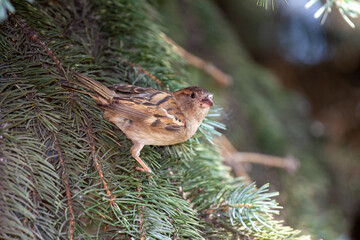 Wildlife Sparrow on a twig.