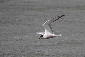 Fototapeta na wymiar Sea swallow in flight over open water