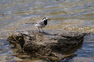 Small sparrow sitting on a rock in a stream
