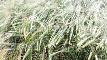 A beautiful field with ripe cereals for the production of baking flour, muesli. Barley as a raw material for malt and brewing. Barley field on a summer day.