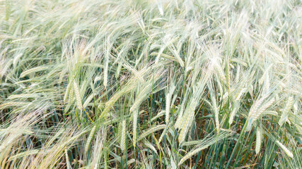 A field of ripening organic cereals. Raw materials for the production of barley malt, baking flour, muesli, cereals. Barley for brewing.