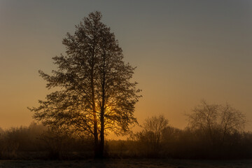 Fototapeta na wymiar Tree outlines against the sky and sunset sun