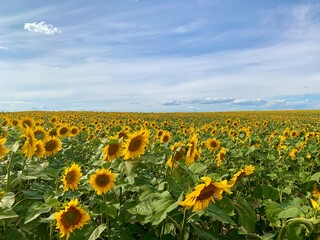 Yellow sunflowers against the blue sky. Bright flower on a large field of sunflowers. Concept: agriculture, crops, summer.