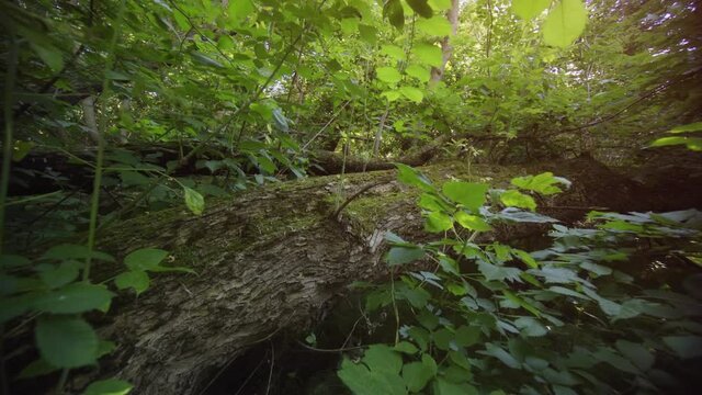 Deadfall log on forest in this Russian wilderness area