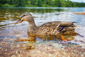 Cute close up duck portrait in a clean summer lake