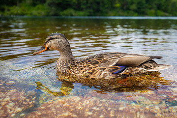 Cute close up duck portrait in a clean summer lake