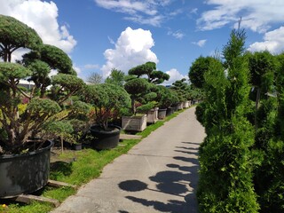 Fototapeta na wymiar sale of coniferous trees in the garden center