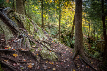 New England Autumn Forest colors & Trail