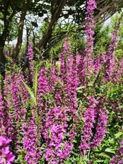 Obraz premium purple flowers in the garden center