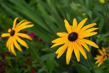 yellow echinacea on green background