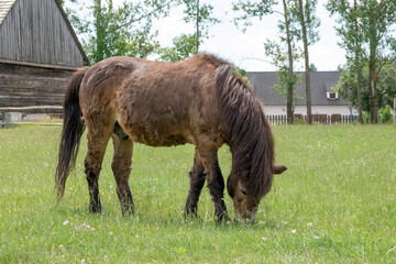 Koń spokojnie skubie trawę na wsi. 