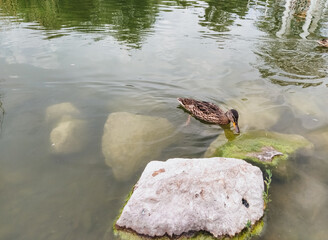 A lonely beautiful duck floats on a lake surrounded by stones.