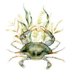 Watercolor nautical composition with Blue crab and kelp. Underwater animal and laminaria illustration isolated on white background. For design, fabric, print or background.