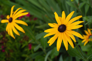 yellow echinacea in the garden