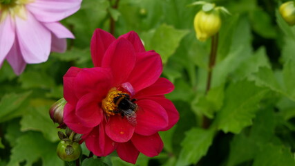 czerwony, kwiat, bee, 