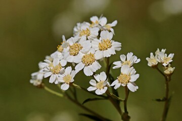 Sumpf-Schafgarbe (Achillea ptarmica)