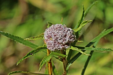 Galle der Gallmücke Rhopalomyia ptarmicae an Sumpf-Schafgarbe (Achillea ptarmica).