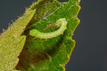 A tiny Sphinx Moth Caterpillar on a Cherry Tree Leaf.