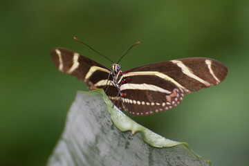 Butterfly 2019-235 / Zebra Longwing (Heliconius charithonia)