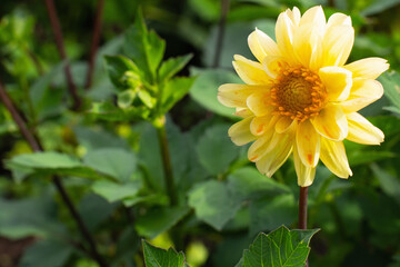 yellow dahlia flower on green background