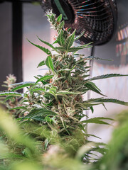 Close up shot of a cannabis plant blossom