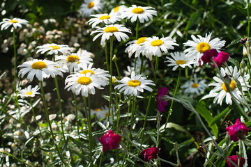 camomiles and other flowers in a field 