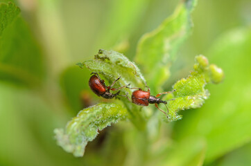 A pair of Neocoenorrhinus aequatus Appe Fruit Weevils in Kent, UK which are not often seen.