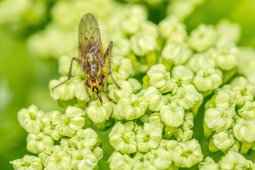 A fly feeding on nectar from yellow flowersl using its  proboscis.