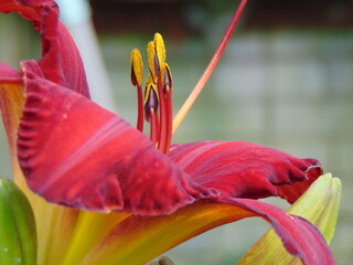 close up of a red flower